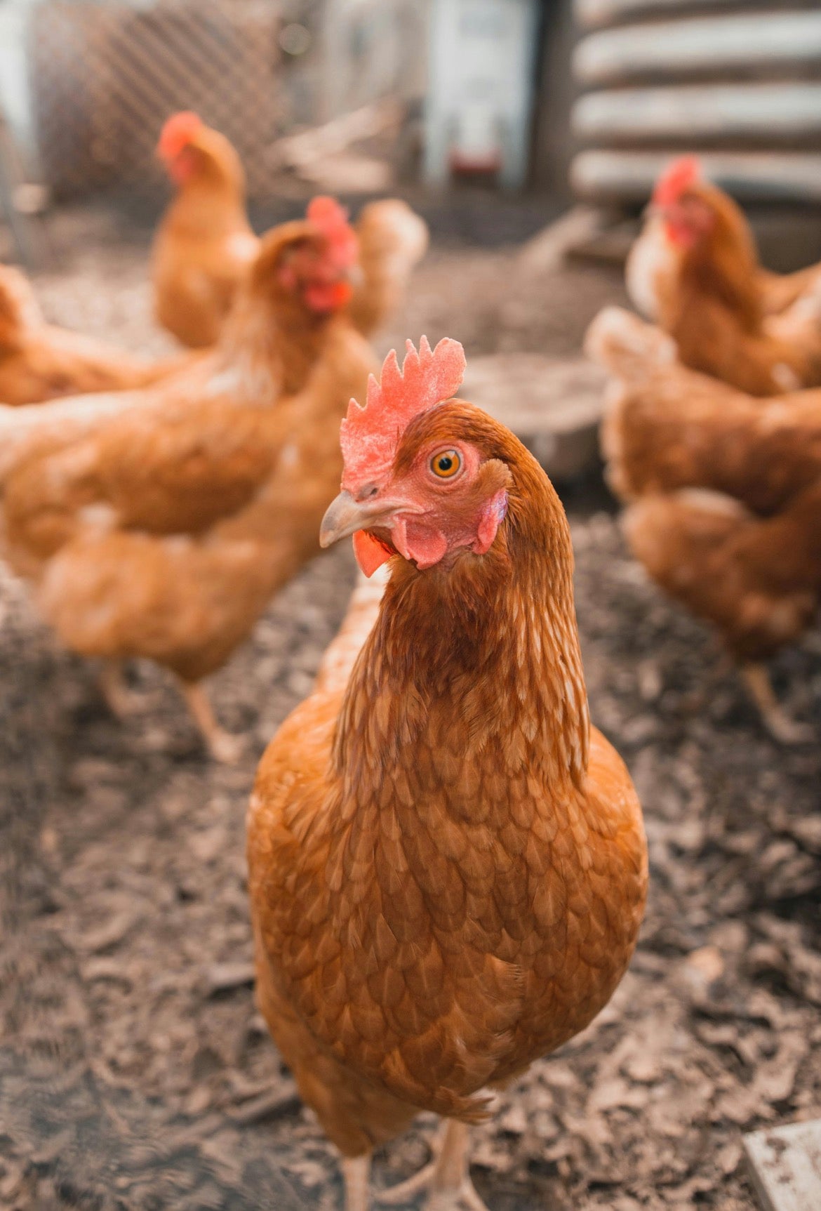 Natural Chicken Dewormer