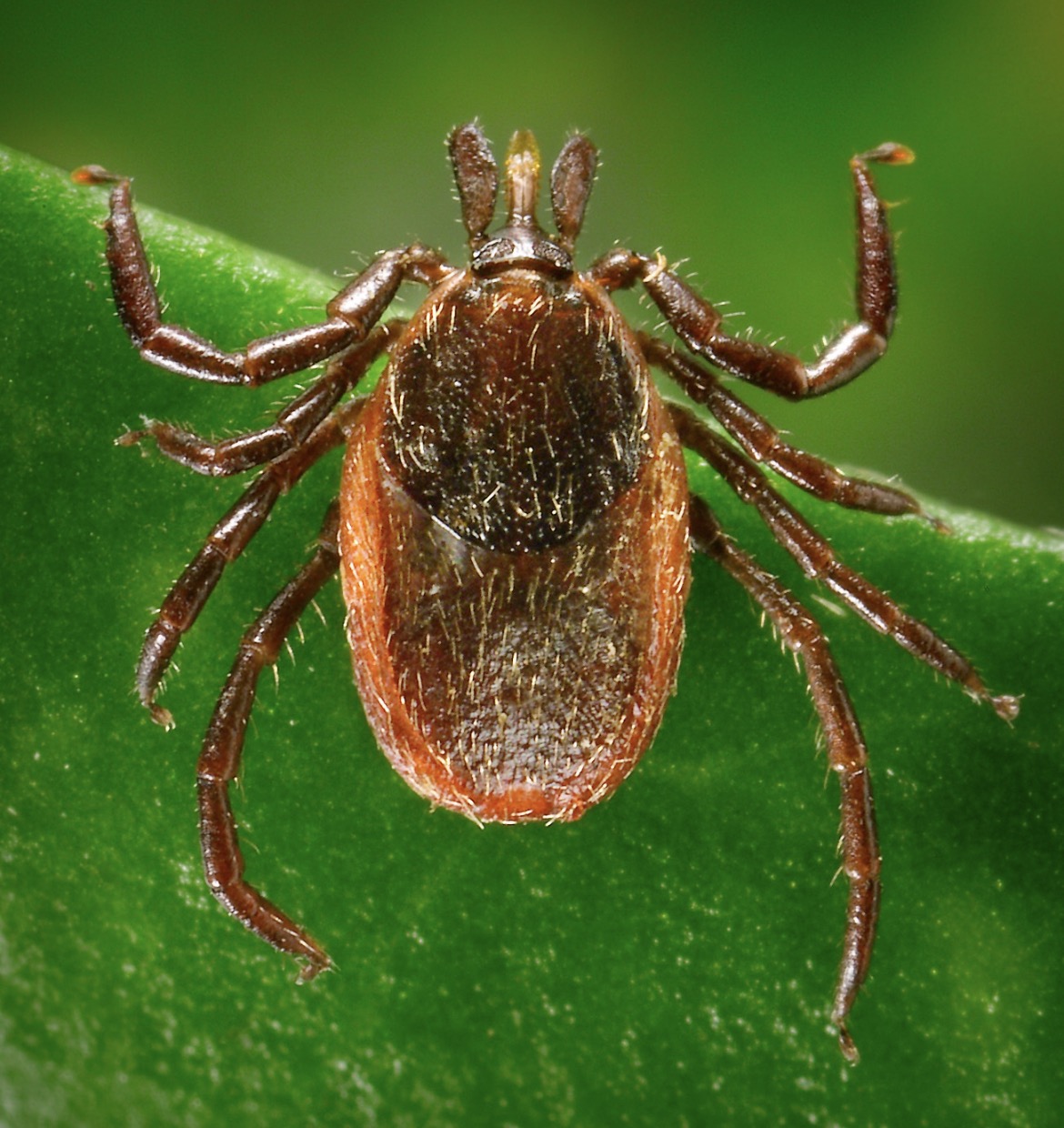 Tick CLOTHING Spray