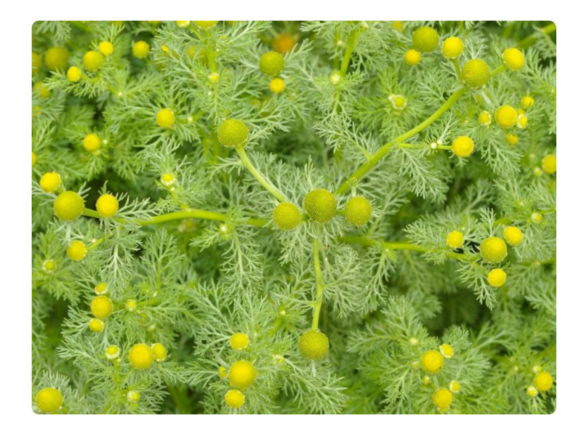 Dried Herbs