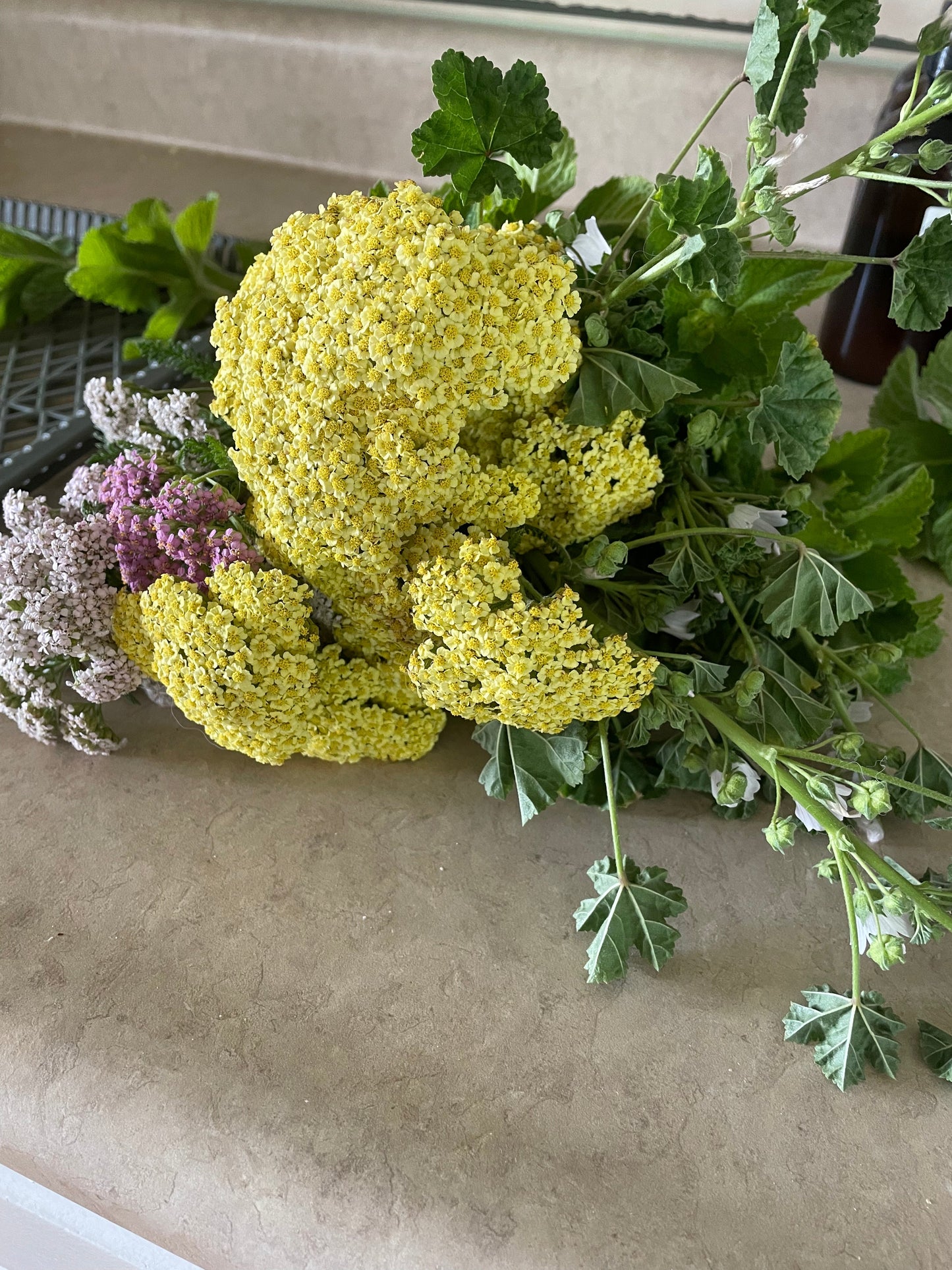 Dried Herbs